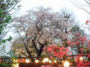 本部の桜