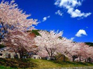あの日の桜