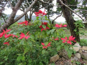 ポインセチア原種の花