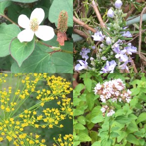 庭の🌿ハーブたち