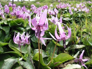 初恋の花カタクリ