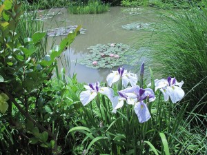 水の庭の菖蒲の花