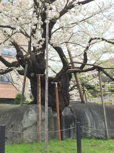 石割桜