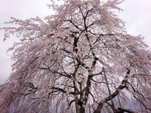 中山道・山中薬師　医王寺