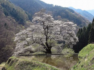 駒つなぎの桜
