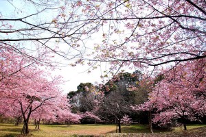 河津桜咲く