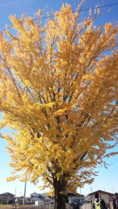 藤枝市栃山川の大銀杏