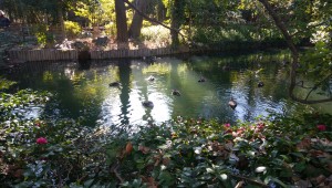 湧水や星渓園の浮寝鳥