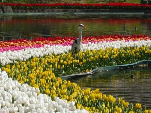 アオサギとチューリップ