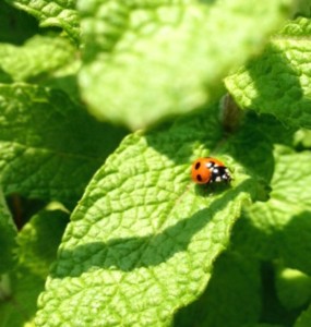 幸せのシンボル