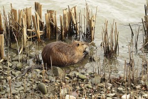 ヌートリア現る