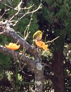 メジロを撮るにはやはりミカン