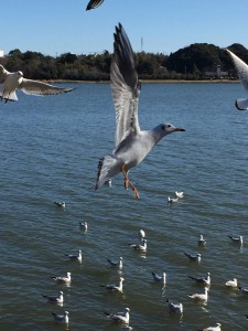 カモメ飛ぶ