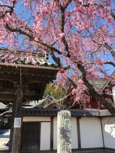 龍雲寺しだれ桜