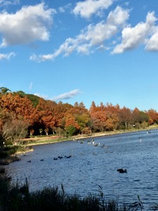 佐鳴湖紅葉と水鳥
