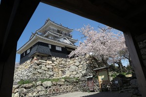 満開の桜と浜松城