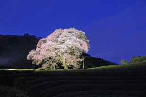 幻想的な水目桜